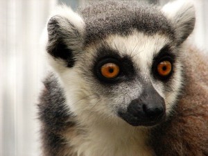 800px-Darica_Lemur_07209